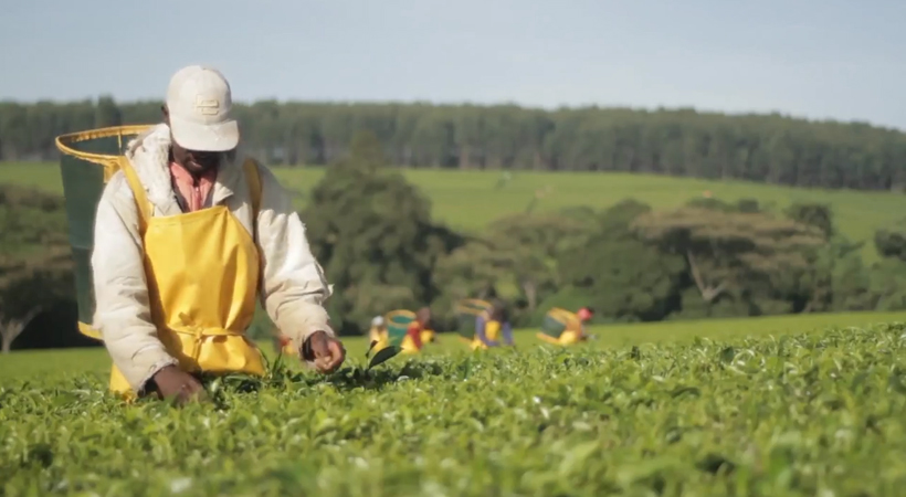 LIPTON Tee Rainforest Alliance - Nachhaltiger Teegenuss